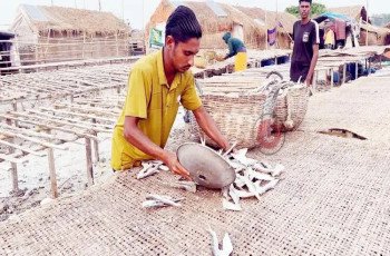 ‘সাহেব সিন্ডিকেট’ ছাড়া দুবলার চরে শুঁটকি বিক্রি মানা